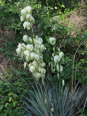 Yucca pallida