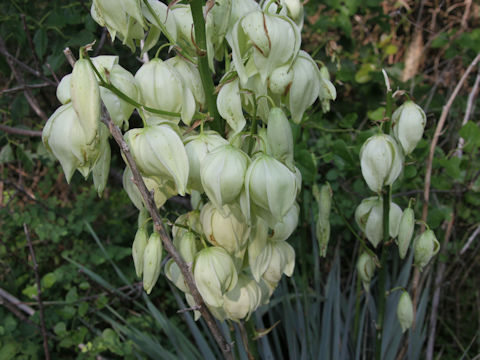 Yucca pallida