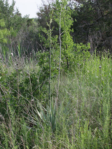 Yucca pallida