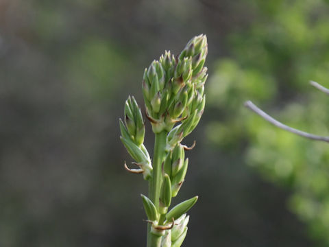 Yucca pallida