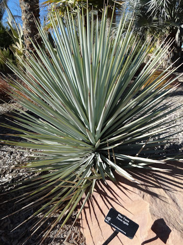 Yucca rigida