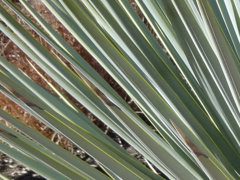 Yucca rigida