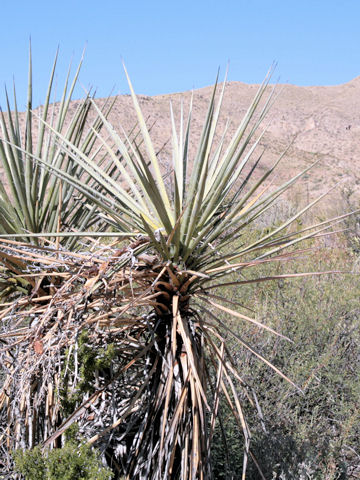 Yucca torreyi