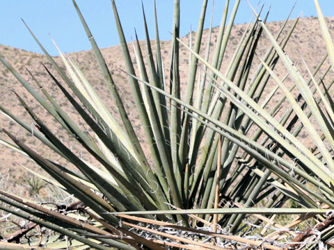 Yucca torreyi