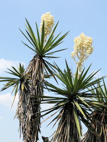 ユッカ・トレクレアーナ (Yucca treculeana)