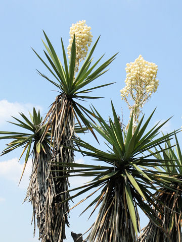 Yucca treculeana