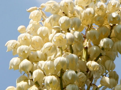 Yucca treculeana