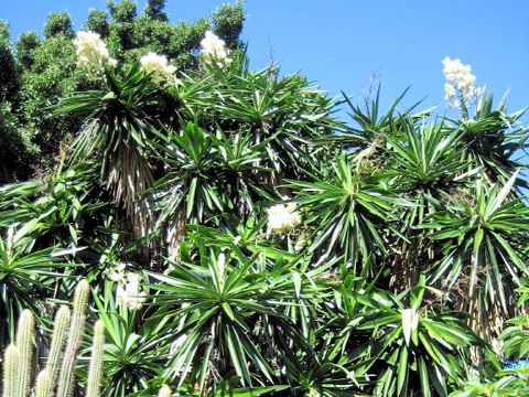 Yucca treculeana