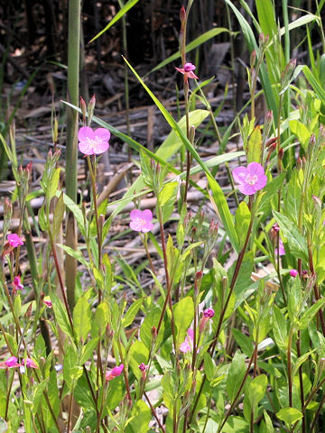 Oenothera rosea