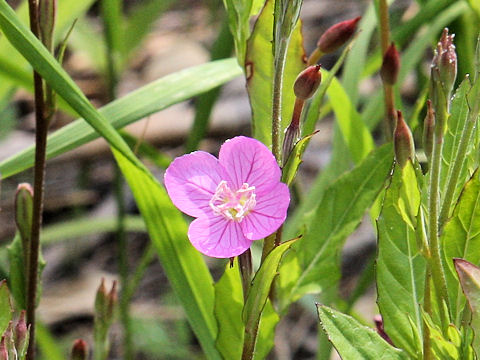 Oenothera rosea