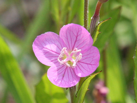 Oenothera rosea