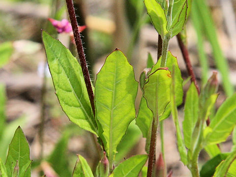 Oenothera rosea