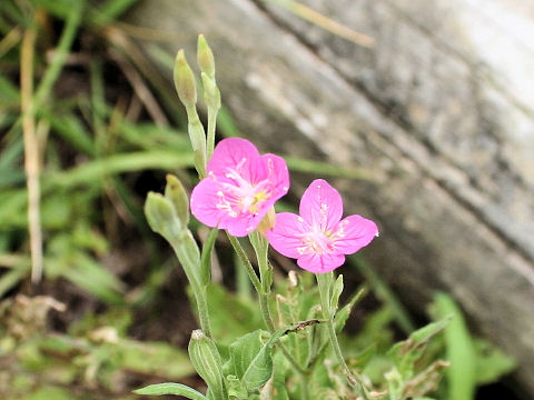 Oenothera rosea