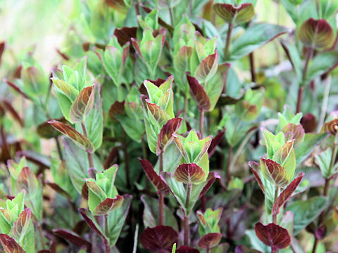 Oenothera rosea