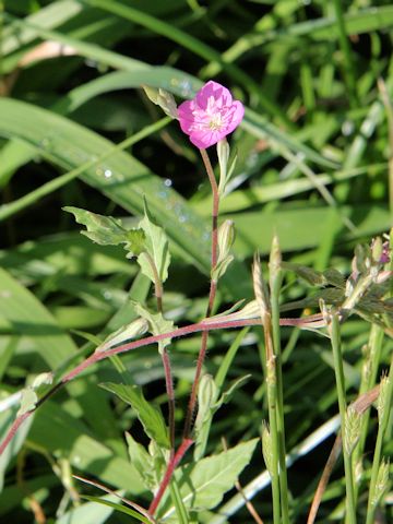 Oenothera rosea