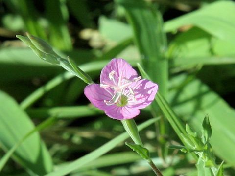 Oenothera rosea