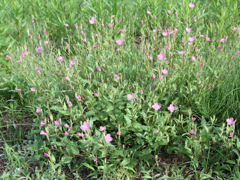 Oenothera rosea