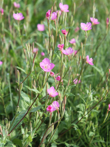 Oenothera rosea