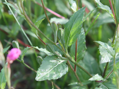 Oenothera rosea