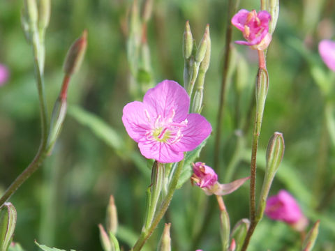 Oenothera rosea