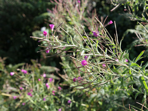 Oenothera rosea