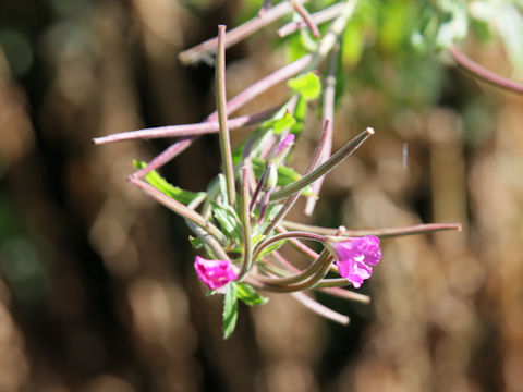 Oenothera rosea