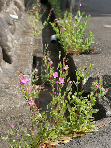 Oenothera rosea