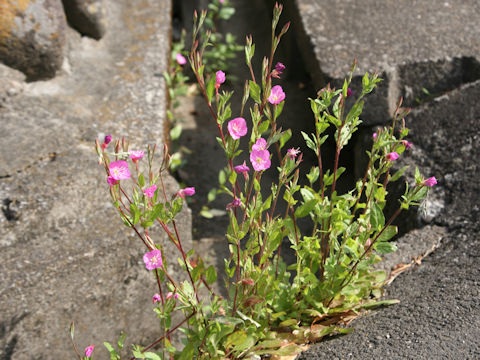 Oenothera rosea