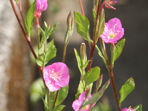 Oenothera rosea