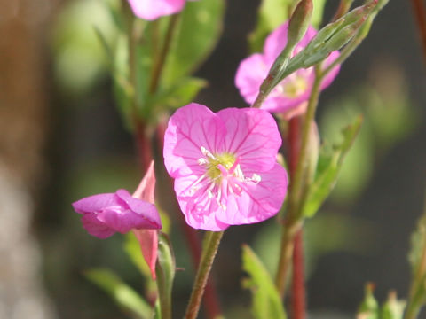 Oenothera rosea