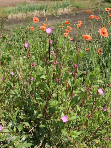 Oenothera rosea