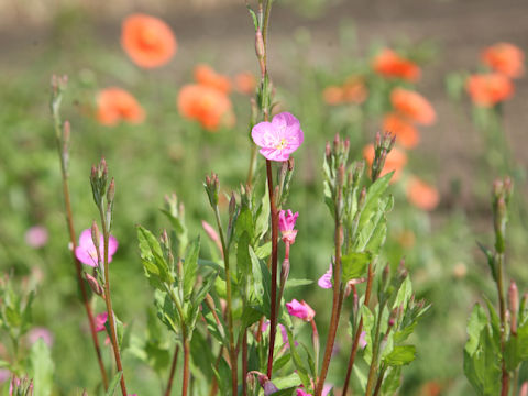 Oenothera rosea