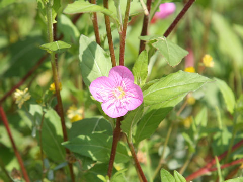 Oenothera rosea