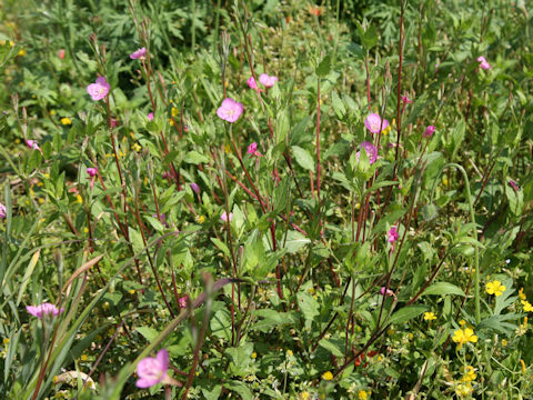 Oenothera rosea