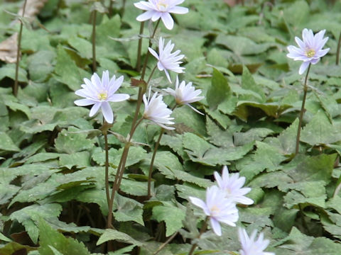 Anemone keiskeana