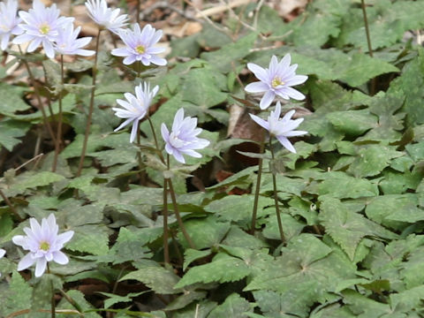 Anemone keiskeana