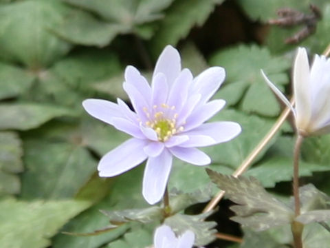 Anemone keiskeana