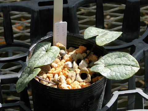Asarum ikegamii