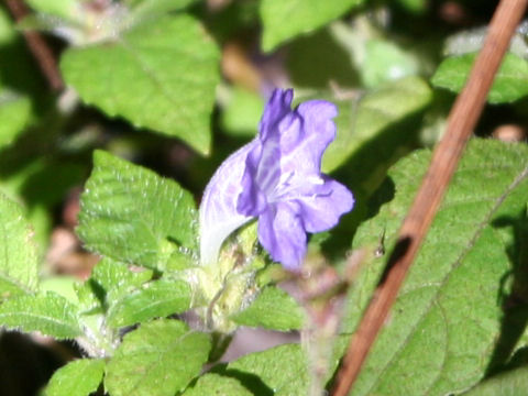 Strobilanthes wakasana