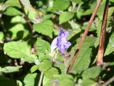 Strobilanthes wakasana