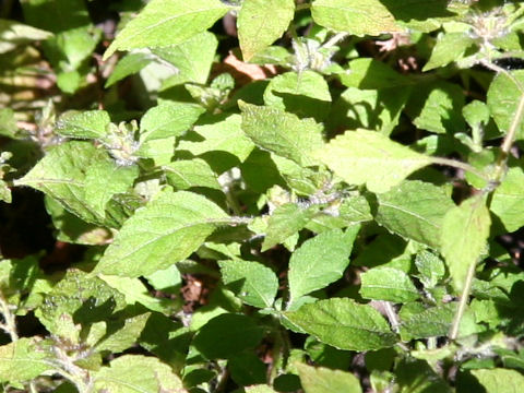 Strobilanthes wakasana