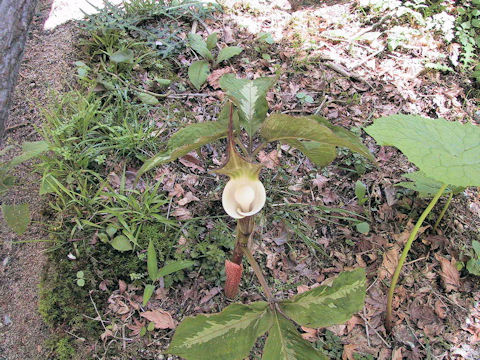 Arisaema sikokianum