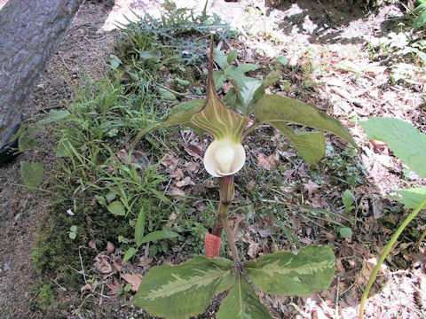 Arisaema sikokianum