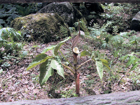 Arisaema sikokianum