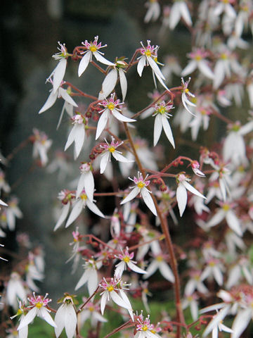 Saxifraga stolonifera