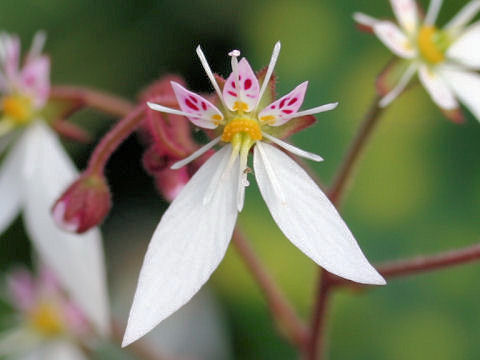 Saxifraga stolonifera