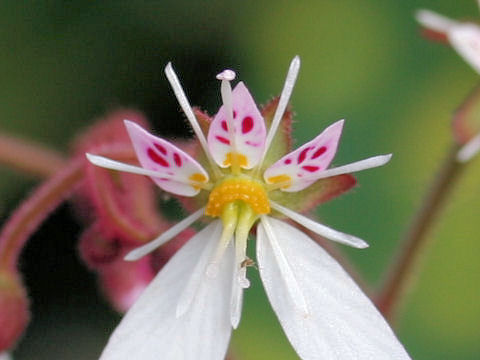 Saxifraga stolonifera