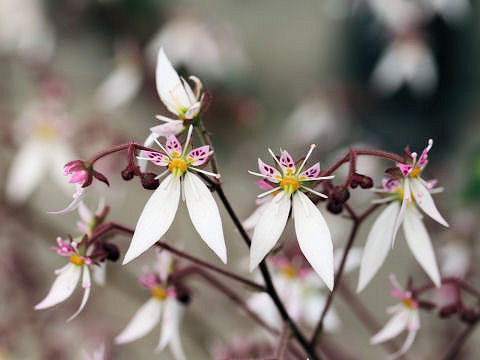 Saxifraga stolonifera