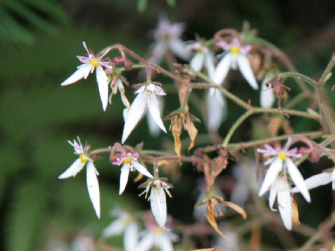 Saxifraga stolonifera