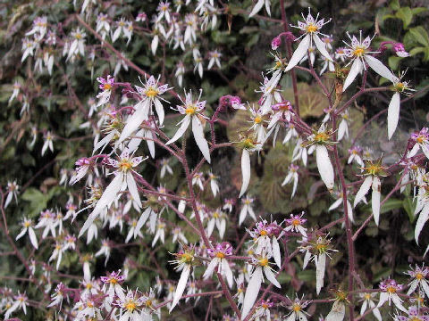 Saxifraga stolonifera